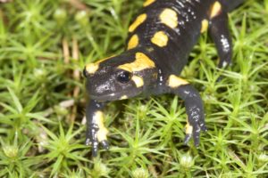 Feuersalamander (Michael Ochse)