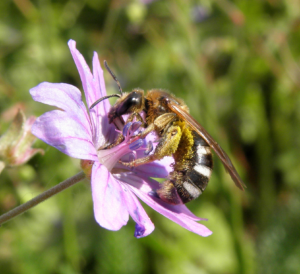 Lasioglossum xanthopus (Ronald Burger)