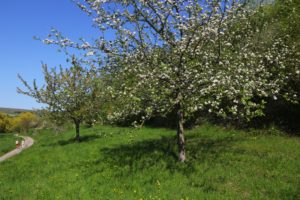 Berntal (M.Ochse)